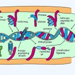 How DNA replication occurs in cells.